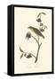 Audubon's Thrush-John James Audubon-Framed Stretched Canvas