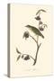 Audubon's Thrush-John James Audubon-Stretched Canvas