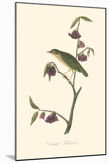 Audubon's Thrush-John James Audubon-Mounted Art Print