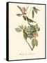 Audubon's Vireo-John James Audubon-Framed Stretched Canvas