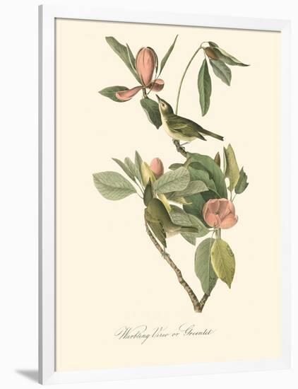 Audubon's Vireo-John James Audubon-Framed Art Print