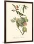 Audubon's Vireo-John James Audubon-Framed Art Print