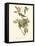 Audubon's Vireo-John James Audubon-Framed Stretched Canvas