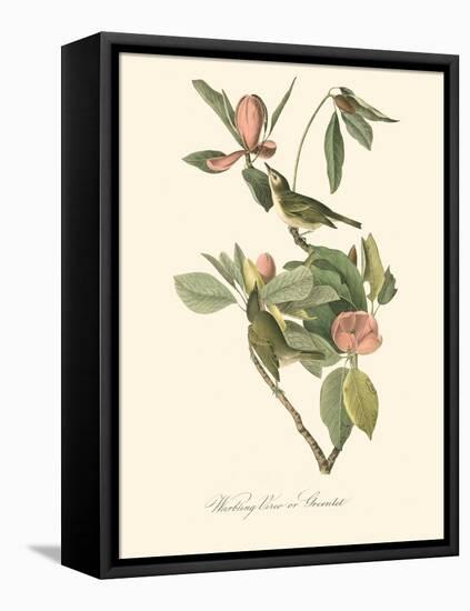 Audubon's Vireo-John James Audubon-Framed Stretched Canvas