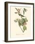 Audubon's Vireo-John James Audubon-Framed Art Print