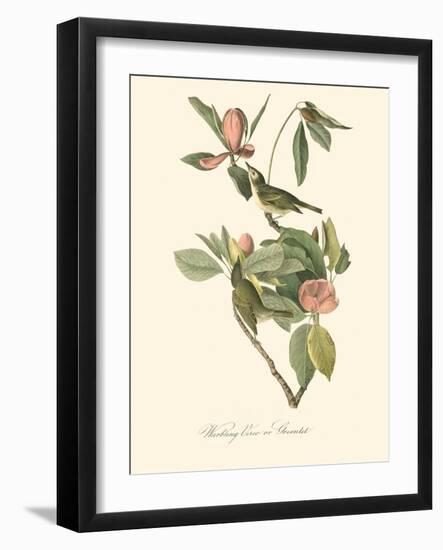 Audubon's Vireo-John James Audubon-Framed Art Print