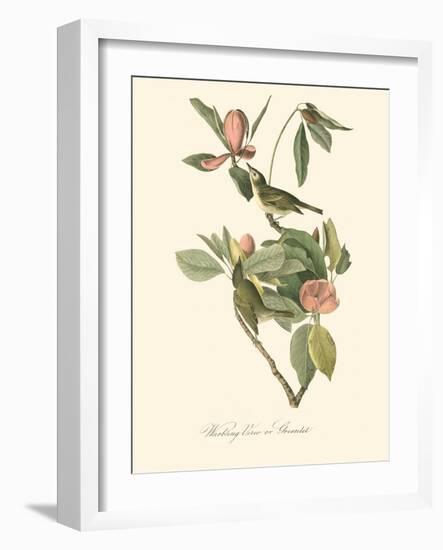 Audubon's Vireo-John James Audubon-Framed Art Print