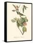 Audubon's Vireo-John James Audubon-Framed Stretched Canvas