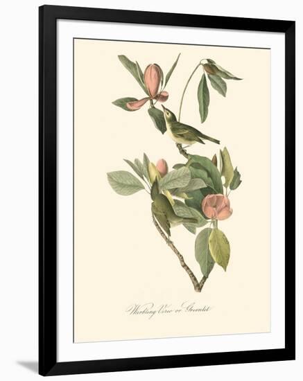 Audubon's Vireo-John James Audubon-Framed Art Print