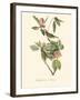 Audubon's Vireo-John James Audubon-Framed Art Print