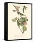 Audubon's Vireo-John James Audubon-Framed Stretched Canvas