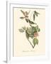 Audubon's Vireo-John James Audubon-Framed Art Print