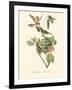 Audubon's Vireo-John James Audubon-Framed Art Print