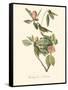 Audubon's Vireo-John James Audubon-Framed Stretched Canvas