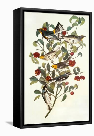 Audubon's Warbler-John James Audubon-Framed Stretched Canvas