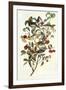 Audubon's Warbler-John James Audubon-Framed Art Print