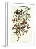 Audubon's Warbler-John James Audubon-Framed Art Print