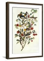 Audubon's Warbler-John James Audubon-Framed Art Print