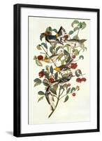 Audubon's Warbler-John James Audubon-Framed Art Print