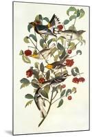 Audubon's Warbler-John James Audubon-Mounted Art Print