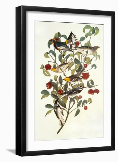 Audubon's Warbler-John James Audubon-Framed Art Print