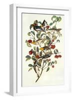 Audubon's Warbler-John James Audubon-Framed Art Print