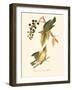 Audubon's Warbler-John James Audubon-Framed Art Print