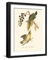 Audubon's Warbler-John James Audubon-Framed Art Print