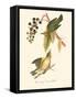 Audubon's Warbler-John James Audubon-Framed Stretched Canvas