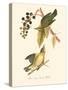 Audubon's Warbler-John James Audubon-Stretched Canvas