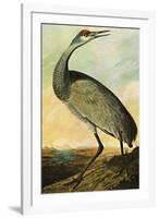 Audubon Sandhill Crane Bird-null-Framed Art Print