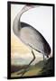 Audubon: Sandhill Crane-John James Audubon-Framed Giclee Print