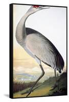 Audubon: Sandhill Crane-John James Audubon-Framed Stretched Canvas