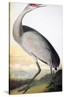 Audubon: Sandhill Crane-John James Audubon-Stretched Canvas