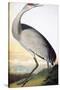 Audubon: Sandhill Crane-John James Audubon-Stretched Canvas