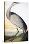 Audubon: Sandhill Crane-John James Audubon-Stretched Canvas