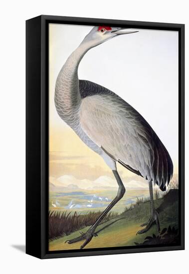 Audubon: Sandhill Crane-John James Audubon-Framed Stretched Canvas