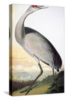 Audubon: Sandhill Crane-John James Audubon-Stretched Canvas
