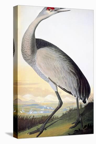 Audubon: Sandhill Crane-John James Audubon-Stretched Canvas