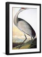 Audubon: Sandhill Crane-John James Audubon-Framed Giclee Print