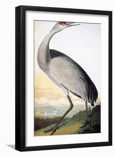 Audubon: Sandhill Crane-John James Audubon-Framed Giclee Print