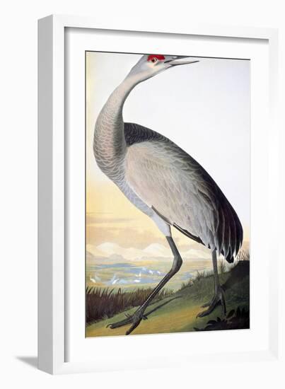 Audubon: Sandhill Crane-John James Audubon-Framed Giclee Print