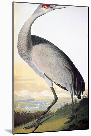 Audubon: Sandhill Crane-John James Audubon-Mounted Giclee Print