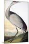 Audubon: Sandhill Crane-John James Audubon-Mounted Giclee Print