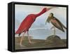 Audubon: Scarlet Ibis-John James Audubon-Framed Stretched Canvas