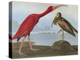 Audubon: Scarlet Ibis-John James Audubon-Stretched Canvas