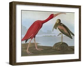 Audubon: Scarlet Ibis-John James Audubon-Framed Giclee Print