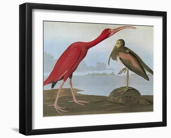 Audubon: Scarlet Ibis-John James Audubon-Framed Giclee Print