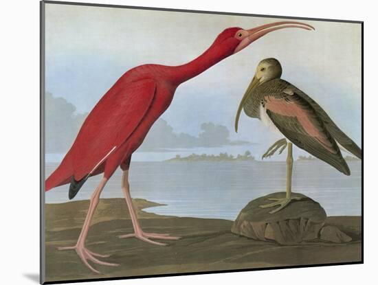 Audubon: Scarlet Ibis-John James Audubon-Mounted Giclee Print