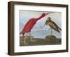 Audubon: Scarlet Ibis-John James Audubon-Framed Giclee Print